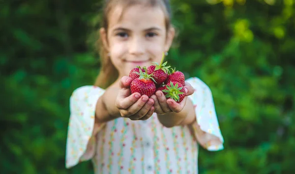 Das Kind Pflückt Erdbeeren Garten Selektiver Fokus Natur — Stockfoto