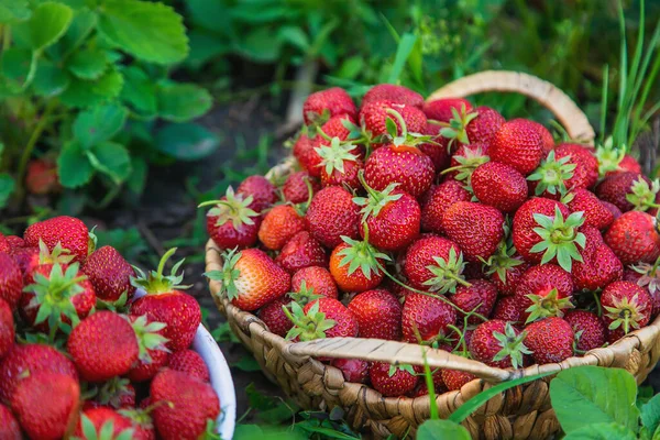 Raccogli Fragole Cesto Giardino Concentrazione Selettiva Alimenti — Foto Stock