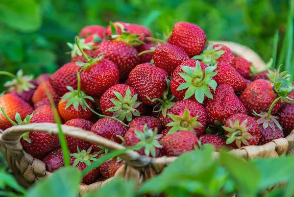 Raccogli Fragole Cesto Giardino Concentrazione Selettiva Alimenti — Foto Stock