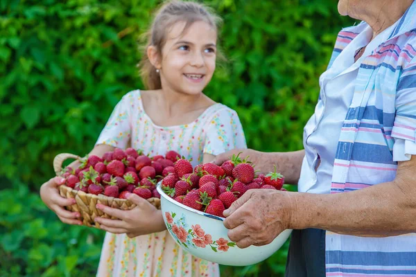 Bambino Nonna Raccolgono Fragole Giardino Concentrazione Selettiva Ragazzo — Foto Stock