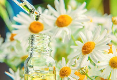 Papatya özütü tentürü bir pipetin içinde. Seçici odaklanma. Doğa.