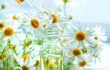 Papatya özütü tentürü bir pipetin içinde. Seçici odaklanma. Doğa.