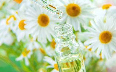 Papatya özütü tentürü bir pipetin içinde. Seçici odaklanma. Doğa.