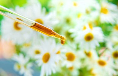 Papatya özütü tentürü bir pipetin içinde. Seçici odaklanma. Doğa.