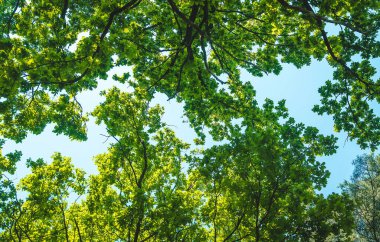 Güneşli gün ağaçları ve gökyüzü. Seçici odaklanma. Doğa.