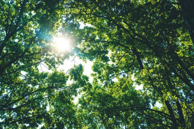 Güneşli gün ağaçları ve gökyüzü. Seçici odaklanma. Doğa.