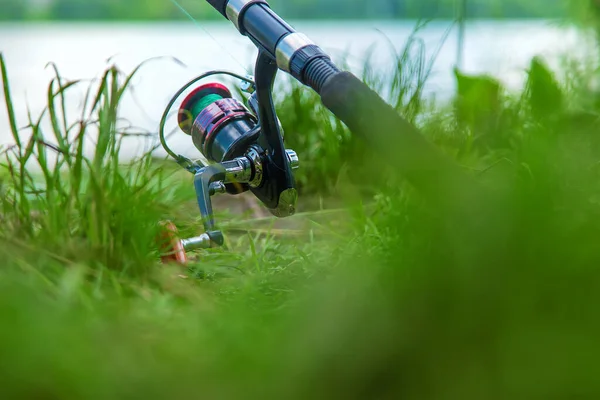 Vishengel Het Meer Selectieve Focus Natuur — Stockfoto