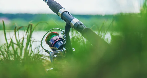 Vishengel Het Meer Selectieve Focus Natuur — Stockfoto