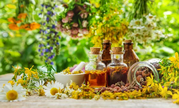 Tintura Ervas Medicinais Garrafas Foco Seletivo Natureza — Fotografia de Stock