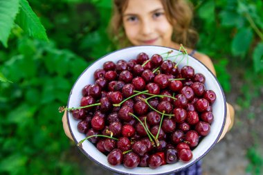 Çocuk bahçede kiraz yiyor. Seçici odaklanma. yiyecek.