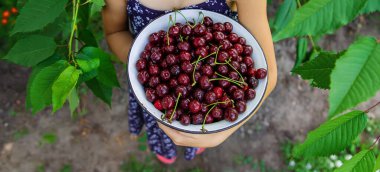Çocuk bahçede kiraz yiyor. Seçici odaklanma. yiyecek.