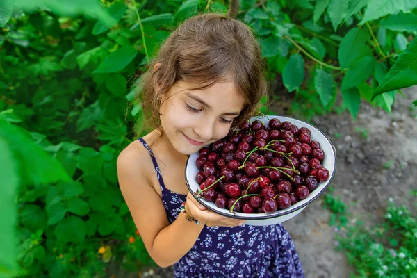 Çocuk bahçede kiraz yiyor. Seçici odaklanma. yiyecek.