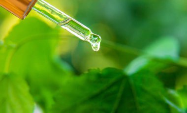 Küçük bir şişede gerekli olan şifalı bitkiler var. Seçici odaklanma. Doğa.