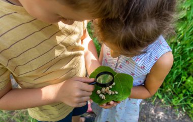 Çocuk bir büyüteçten salyangoza bakıyor. Seçici odaklanma. Doğa.