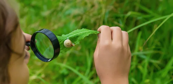 Das Kind Betrachtet Die Schnecke Durch Eine Lupe Selektiver Fokus — Stockfoto