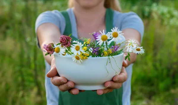 Vrouw Verzamelt Geneeskrachtige Kruiden Selectieve Focus Natuur — Stockfoto