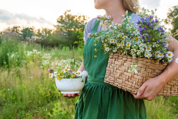 Femme Recueille Des Herbes Médicinales Concentration Sélective Nature — Photo