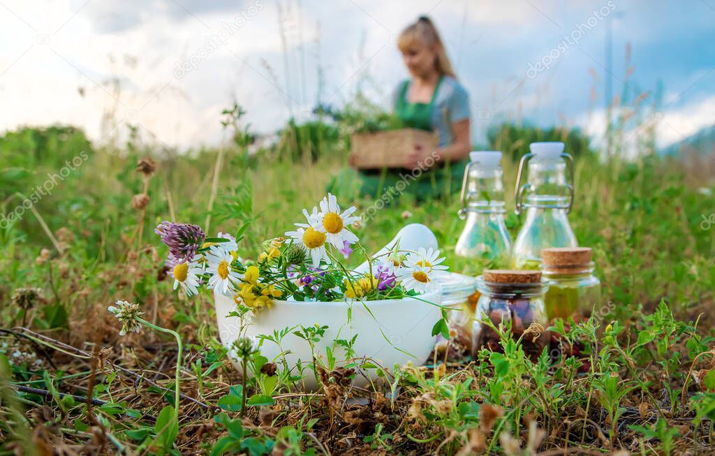 The woman collects medicinal herbs. Selective focus. Nature.