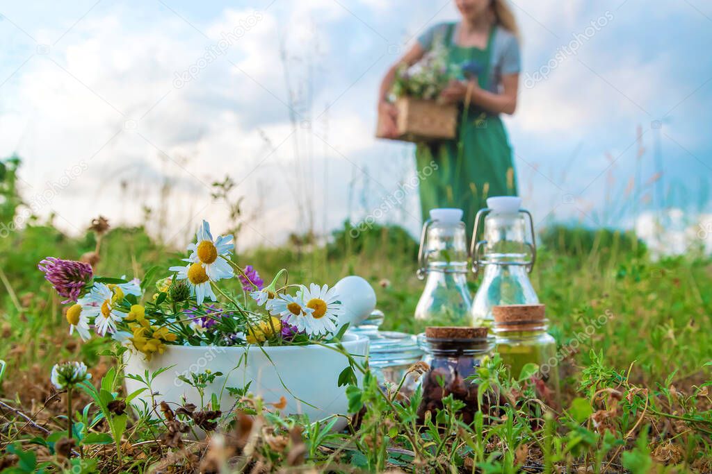 The woman collects medicinal herbs. Selective focus. Nature.