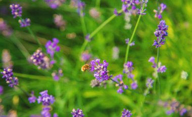 Çiçeklerin üzerinde harika vızıltı. Seçici odaklanma. Doğa.
