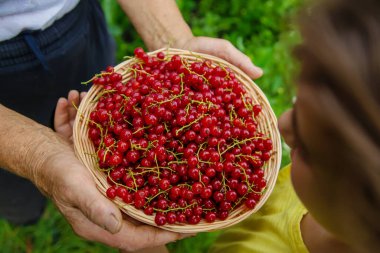 Çocuk ve büyükanne kırmızı frenk üzümü hasat ediyorlar. Seçici odaklanma. Yiyecek..