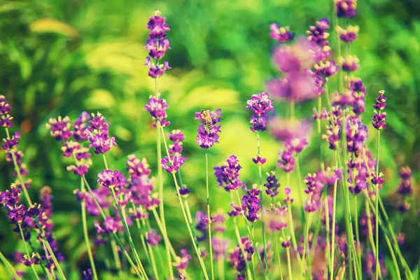 Blommande Lavendel Trädgården Selektivt Fokus Natur — Stockfoto