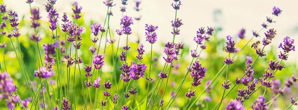 Lavanda Florescente Jardim Foco Seletivo Natureza — Fotografia de Stock