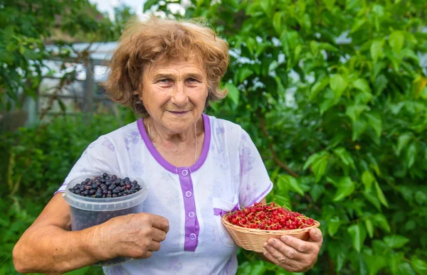 Grandmother Harvests Currants Garden Selective Focus Nature — Stock Photo, Image