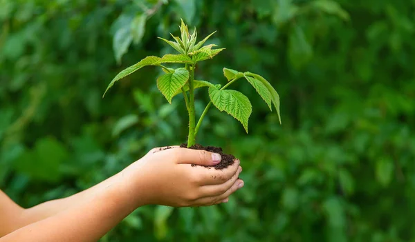 Criança Segura Broto Planta Suas Mãos Foco Seletivo Natureza — Fotografia de Stock