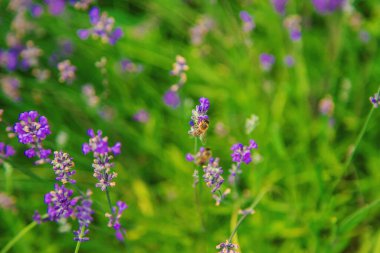 Bahçede çiçek açan lavanta. Seçici odaklanma. Doğa.