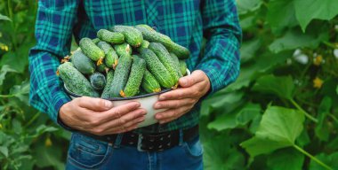 Çiftçi bir adam elinde salatalık hasadı tutuyor. Seçici odaklanma. Yiyecek..