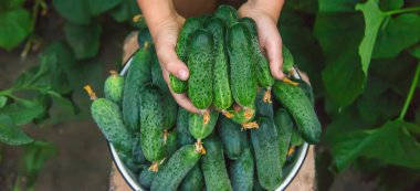 Çocuk, salatalık hasadını elinde tutuyor. Seçici odaklanma. Yiyecek..