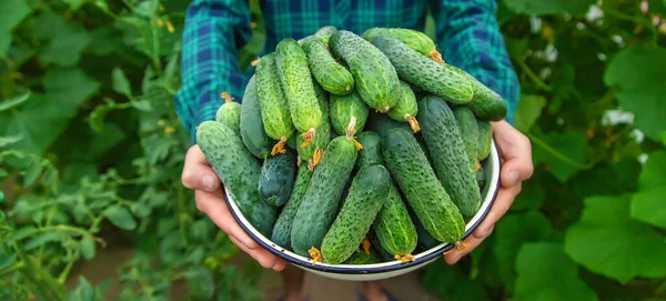 Çiftçi bir adam elinde salatalık hasadı tutuyor. Seçici odaklanma. Yiyecek..