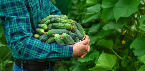 Seorang Petani Memegang Panenan Mentimun Tangannya Fokus Selektif Makanan — Stok Foto