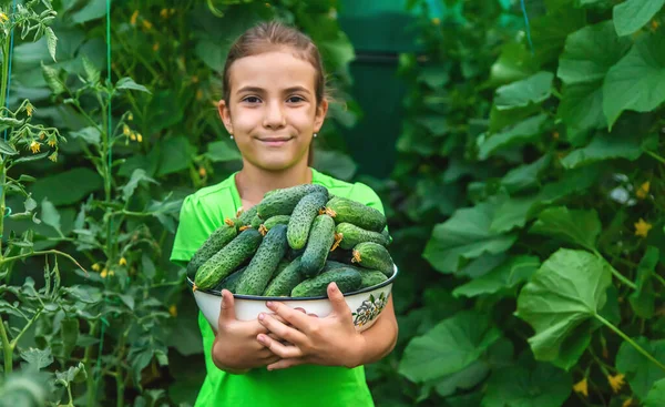 Enfant Tient Dans Ses Mains Moisson Des Concombres Concentration Sélective — Photo