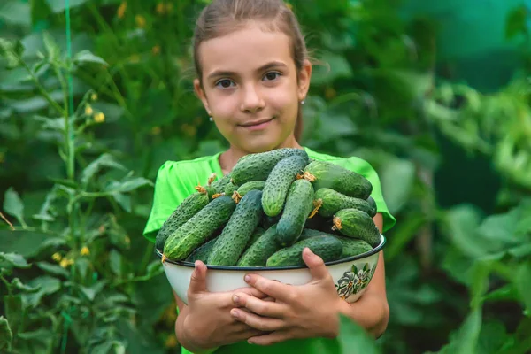 子供はキュウリの収穫を手に持っている 選択的フォーカス 食べ物 — ストック写真