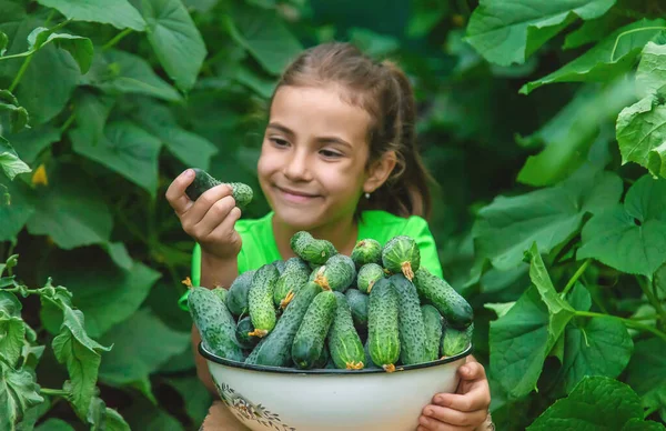 Anak Itu Memegang Panen Mentimun Tangannya Fokus Selektif Makanan — Stok Foto