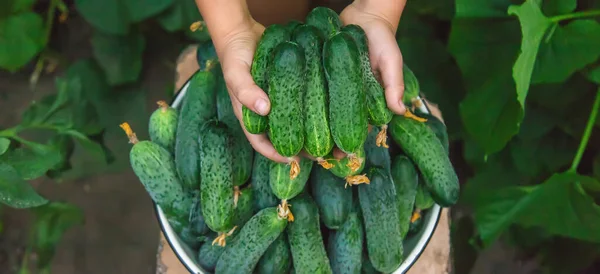 Das Kind Hält Die Gurkenernte Den Händen Selektiver Fokus Lebensmittel — Stockfoto