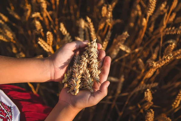 Çocuk Elinde Buğday Kulakları Tutuyor Seçici Odaklanma Çocuk — Stok fotoğraf