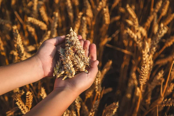 Çocuk Elinde Buğday Kulakları Tutuyor Seçici Odaklanma Çocuk — Stok fotoğraf