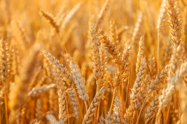 Stacheln Von Weizen Auf Einem Weizenfeld Selektiver Fokus Natur — Stockfoto