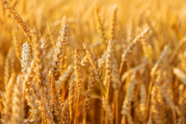 Stacheln Von Weizen Auf Einem Weizenfeld Selektiver Fokus Natur — Stockfoto