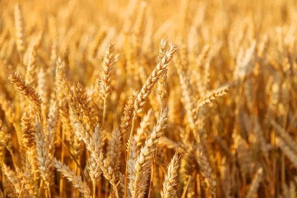 Stacheln Von Weizen Auf Einem Weizenfeld Selektiver Fokus Natur — Stockfoto