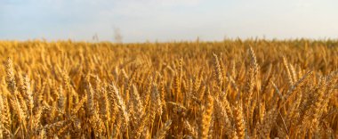 Buğday tarlasında dikenli buğday. Seçici odaklanma. Doğa.