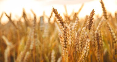 Buğday tarlasında dikenli buğday. Seçici odaklanma. Doğa.