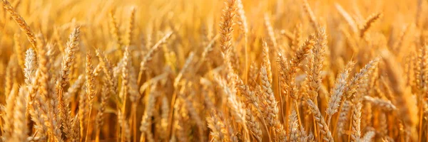 Stacheln Von Weizen Auf Einem Weizenfeld Selektiver Fokus Natur — Stockfoto