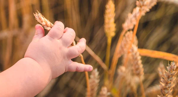 Bebek Elinde Bir Buğday Sapı Tutuyor Seçici Odaklanma Doğa — Stok fotoğraf