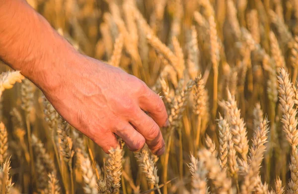 Bir Çiftçi Tarlada Elinde Buğday Kulakları Tutar Seçici Odaklanma Doğa — Stok fotoğraf