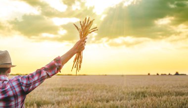 Bir çiftçi tarlada elinde buğday kulakları tutar. Seçici odaklanma. Doğa.