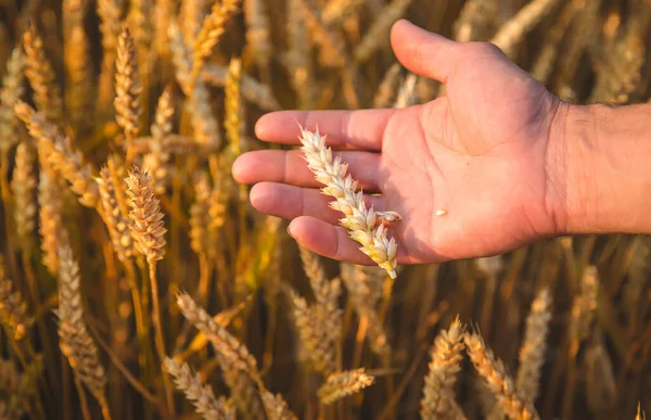 Jeden Farmář Drží Ruce Pšenici Poli Selektivní Soustředění Nature — Stock fotografie